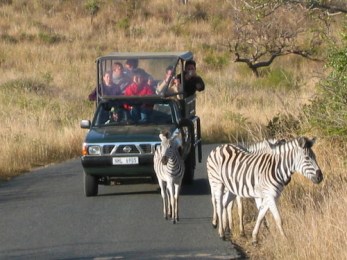 zebras-on-the-road-1557483-640x480